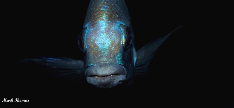 Placidochromis sp. 'phenochilus gissel'